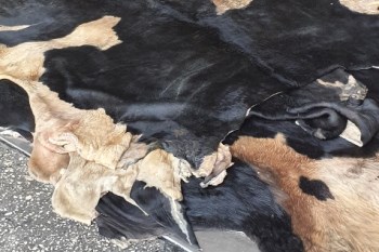 Tannery: wet salted and semi-finished hides 